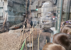 Orientarium – Strefa „ Celebes”- Grupa dzieci podziwia śpiącego tapira malajskiego