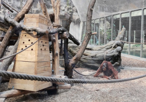 Siedzący na wybiegu orangutana sumatrzańskiego. Nazwa orangutan oznacza człowiek lasu.