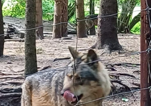 Wilk w Parku Dzikich Zwierząt w Kadzidłowie