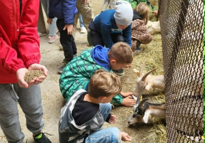 Uczniowie karmią kozy
